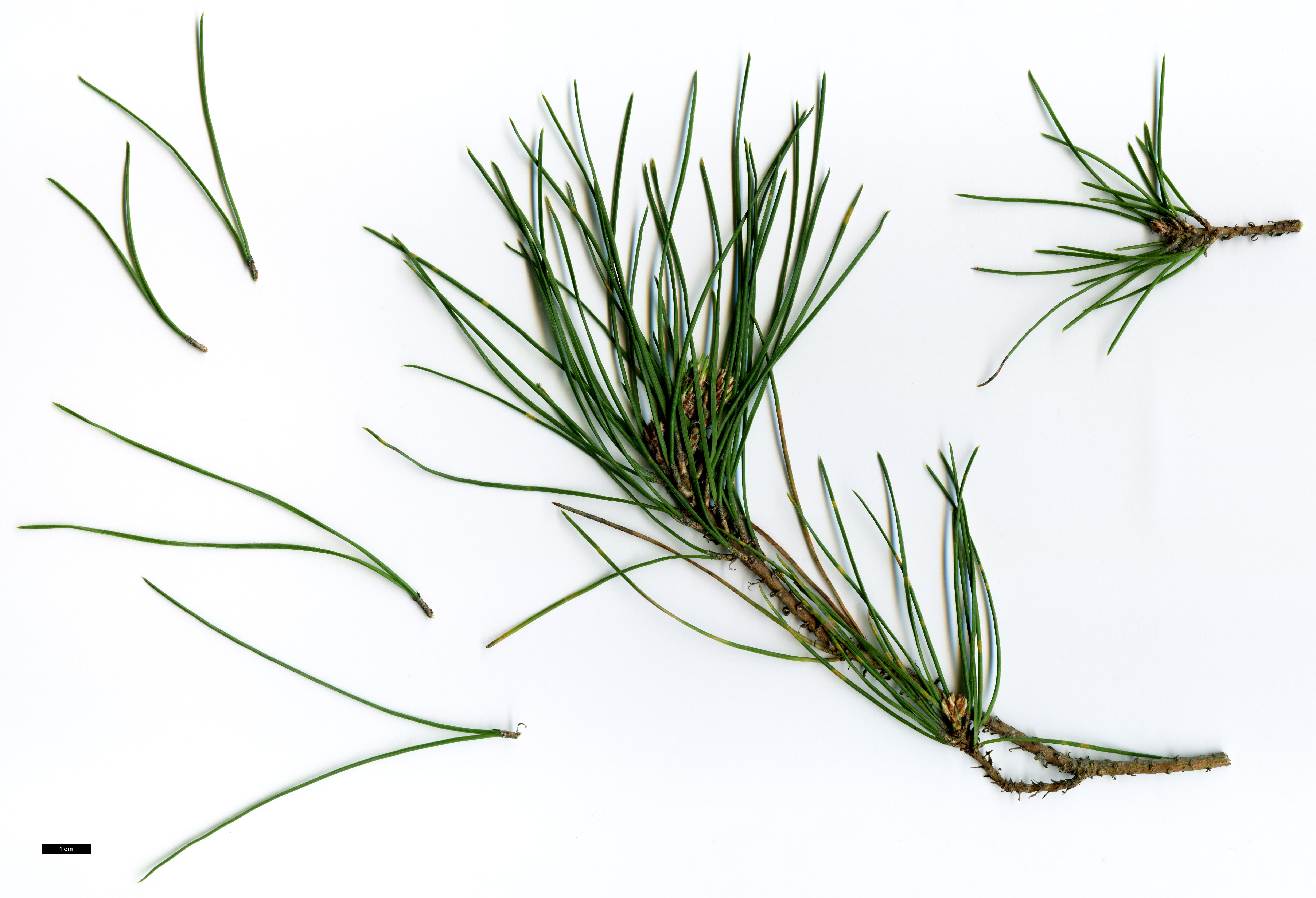 High resolution image: Family: Pinaceae - Genus: Pinus - Taxon: brutia - SpeciesSub: var. pityusa